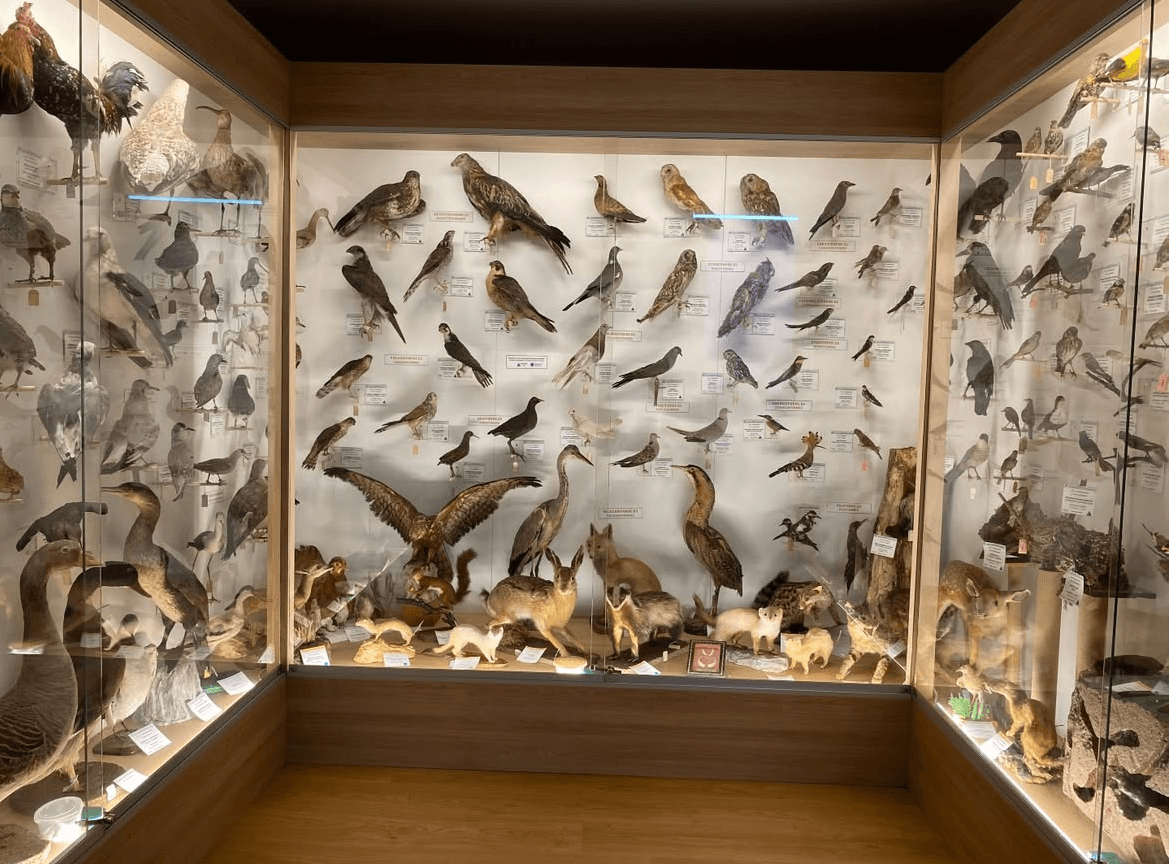 Hontza Museoa